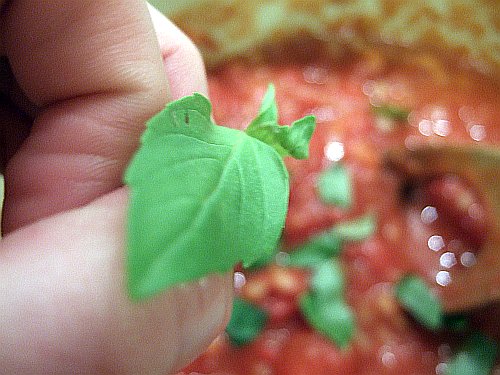 basil1 basil1