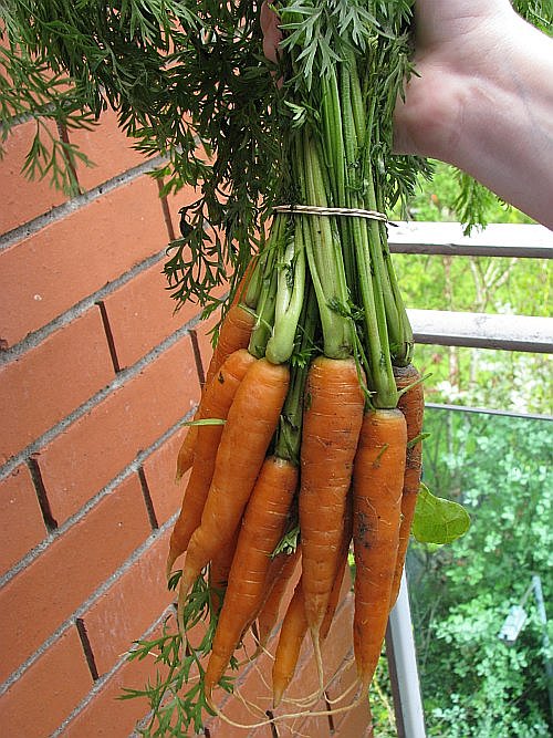 carrots-alone carrots-alone