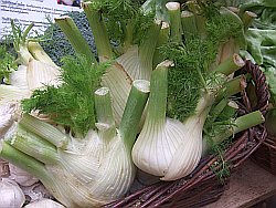 fennel