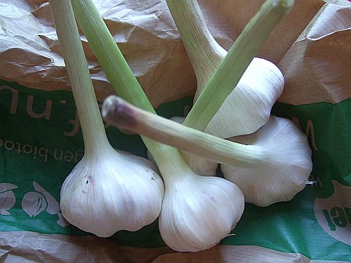 new-garlic