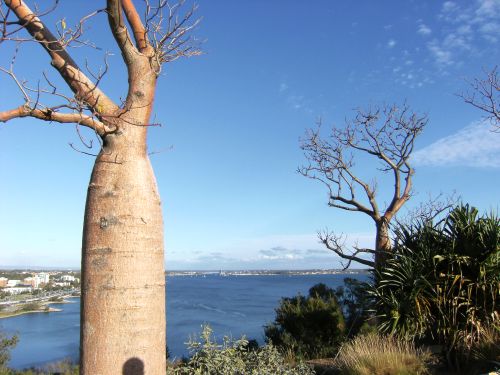 Boab tree and Perth view