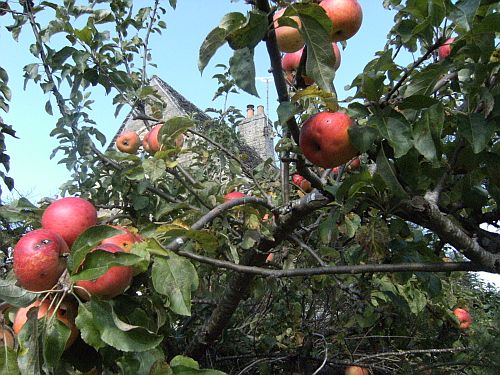 apples and cottage