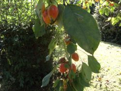 weird fruit tree close