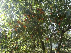 weird fruit tree