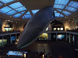 big whale