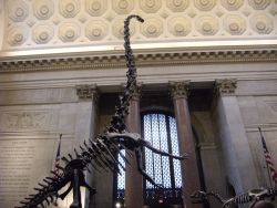 brontosaurus main hall
