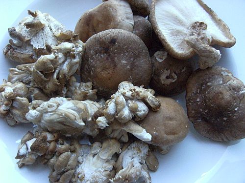 mushrooms big