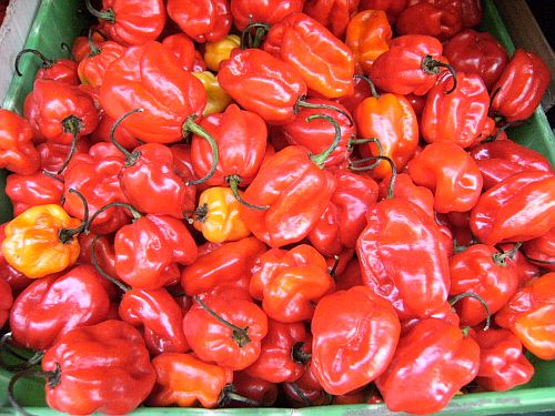 scotch bonnet chilli