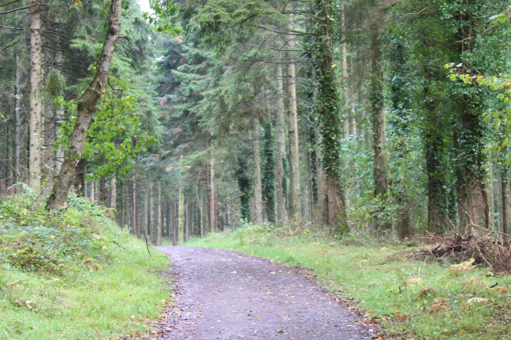 Mushroom Foraging at Kinnitty Castle Hotel-5