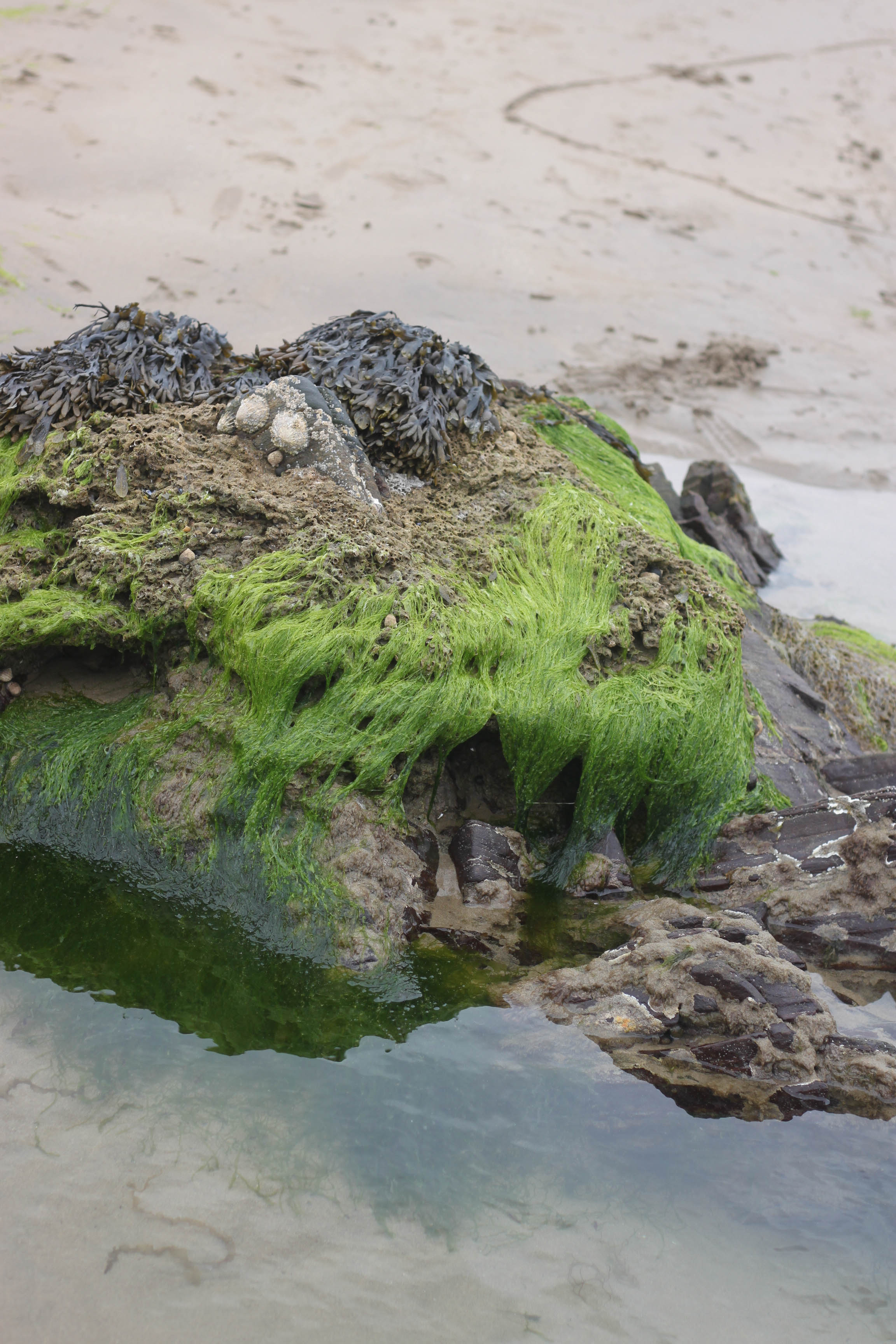 Inishfood 2012-44