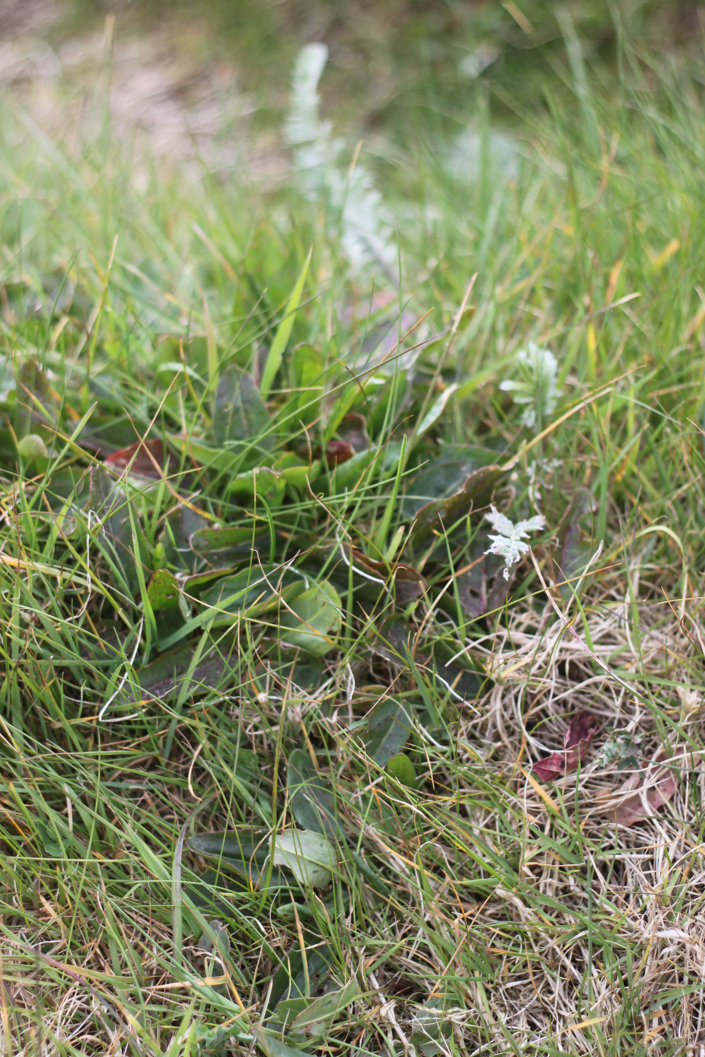 Inishfood 2012-48