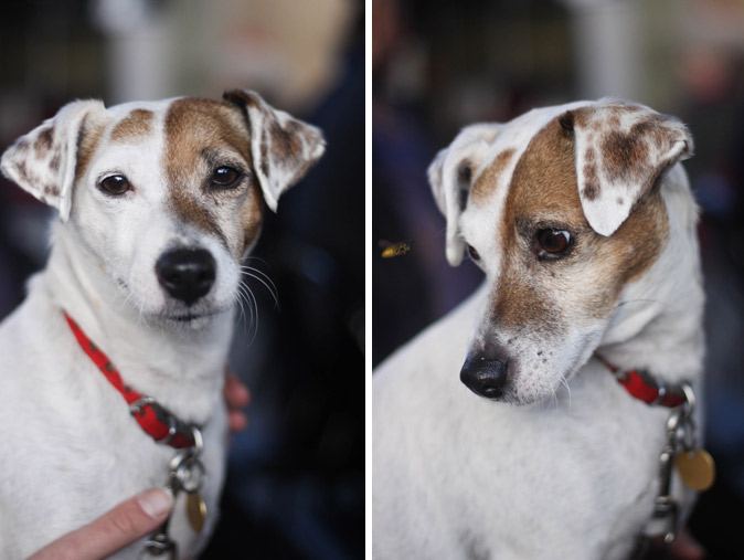 Lola-The-Dog