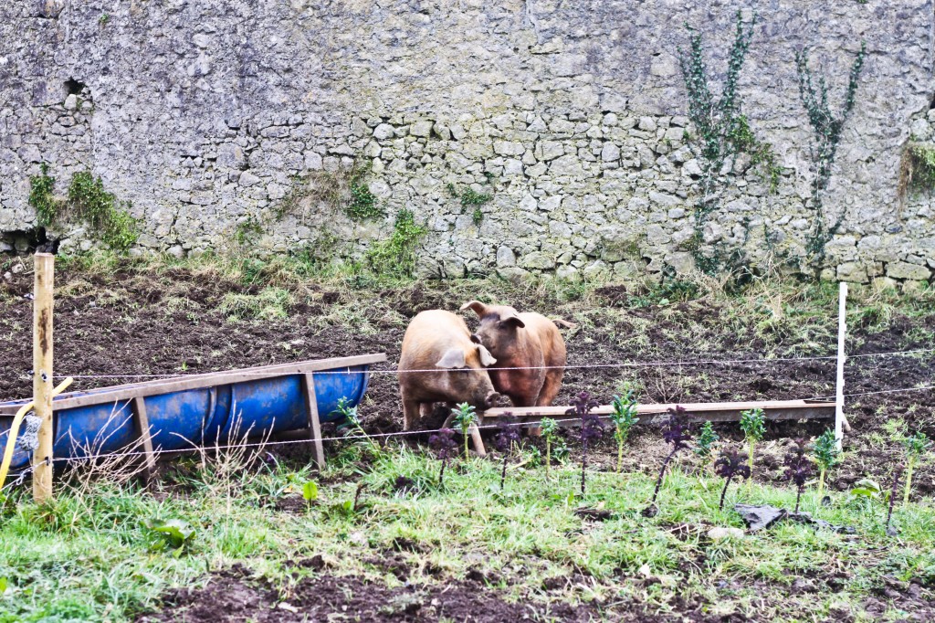 Cloughjordan B&B-13
